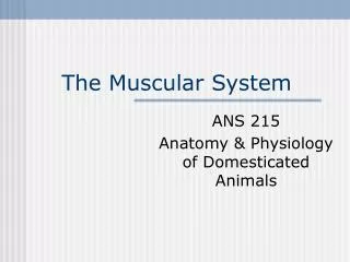 The Muscular System