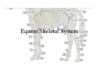 Equine Skeletal System
