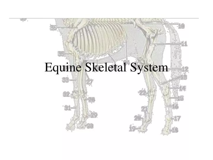 equine skeletal system