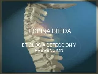 espina b fida