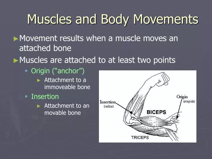 muscles and body movements