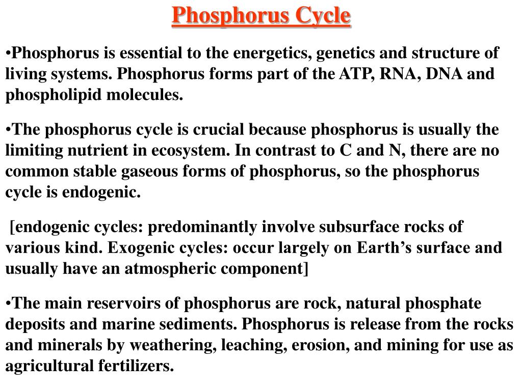 PPT - Phosphorus Cycle PowerPoint Presentation, free download - ID:5527382