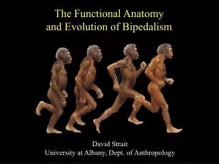 The Functional Anatomy and Evolution of Bipedalism