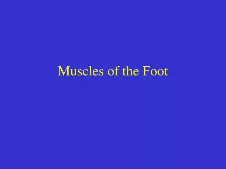 muscles of the foot