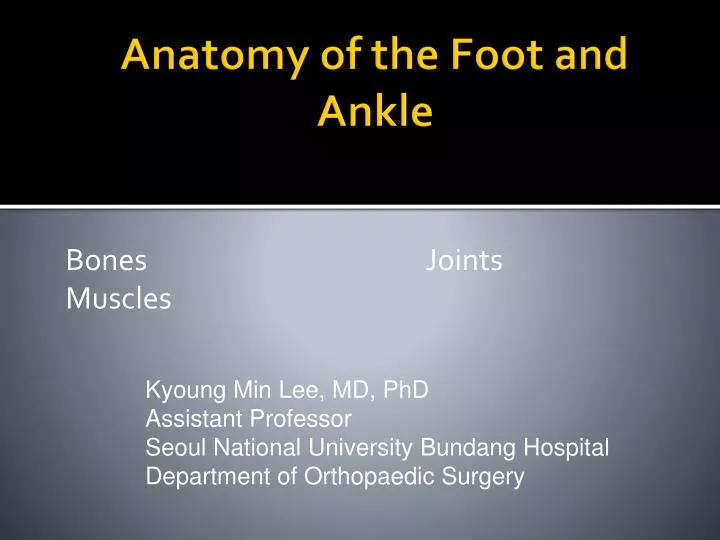 anatomy of the foot and ankle