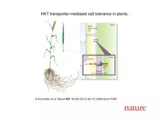 HKT transporter-mediated salt tolerance in plants.