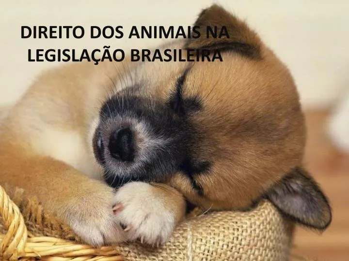 direito dos animais na legisla o brasileira