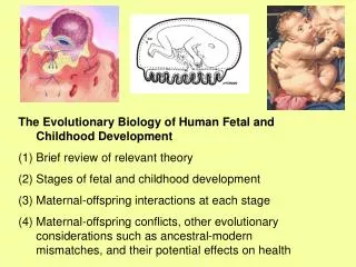 The Evolutionary Biology of Human Fetal and Childhood Development