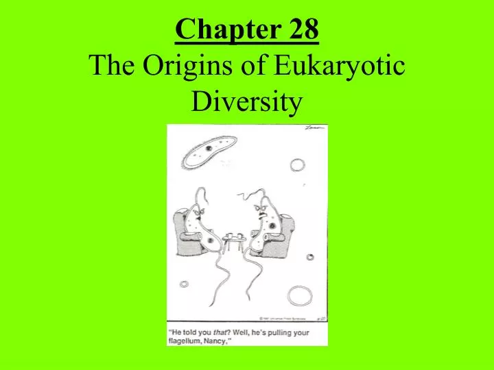 chapter 28 the origins of eukaryotic diversity