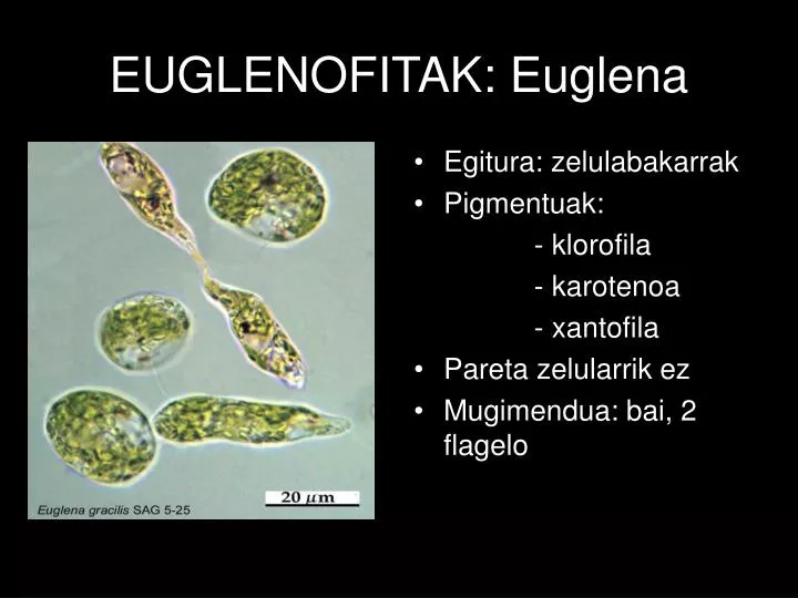 euglenofitak euglena