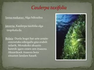 caulerpa taxifolia
