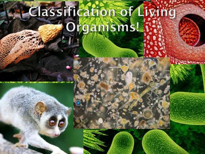 classification of living organisms