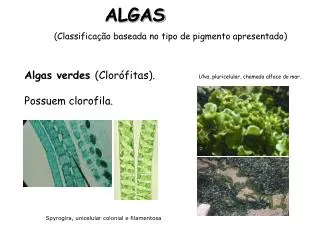 algas
