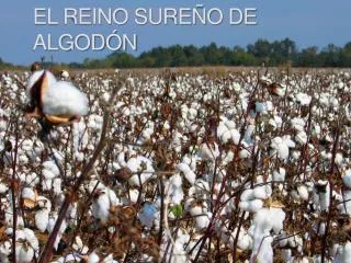 el reino sure o de algod n