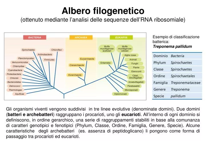 albero filogenetico ottenuto mediante l analisi delle sequenze dell rna ribosomiale