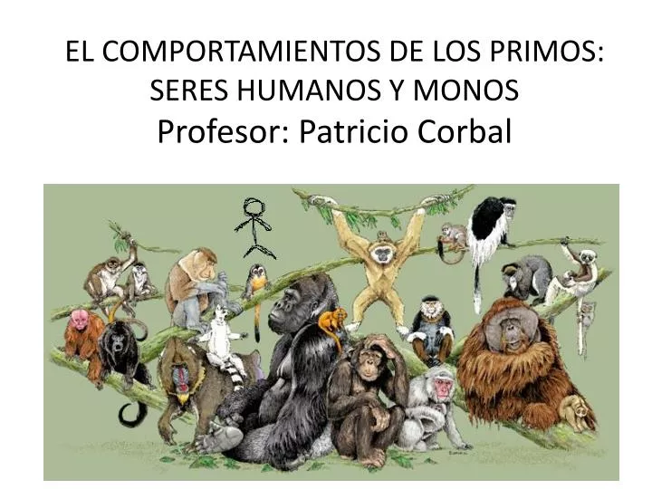 el comportamientos de los primos seres humanos y monos profesor patricio corbal