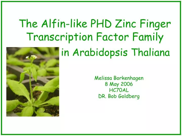 the alfin like phd zinc finger transcription factor family