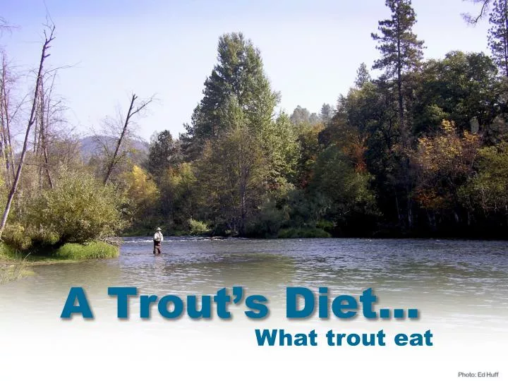 a trout s diet
