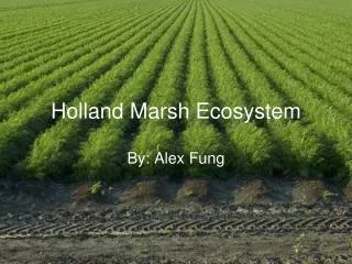 Holland Marsh Ecosystem