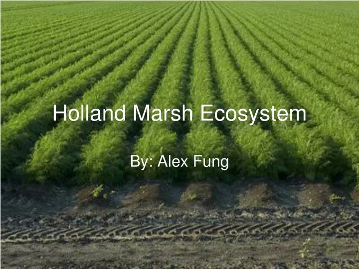 holland marsh ecosystem