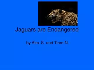 Jaguars are Endangered