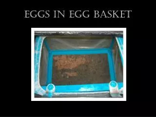 Eggs in Egg Basket