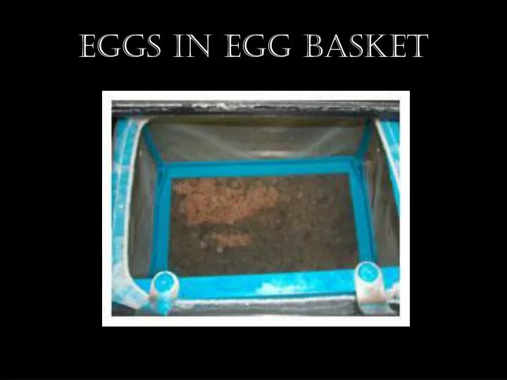 eggs in egg basket