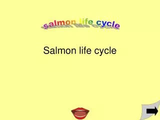 Salmon life cycle
