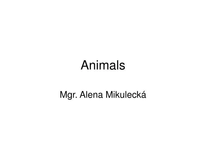 animals