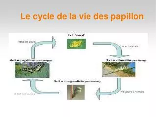 le cycle de la vie des papillon