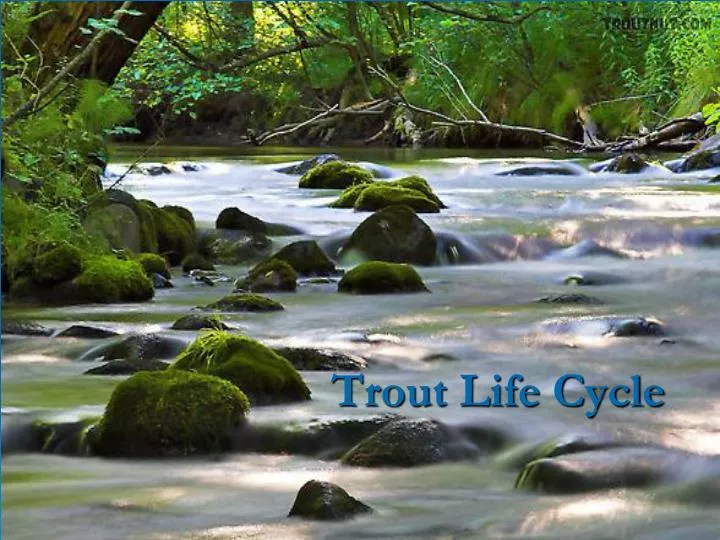 trout life cycle