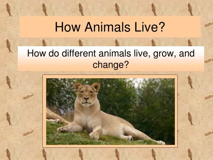 how animals live