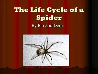 The Life Cycle of a Spider