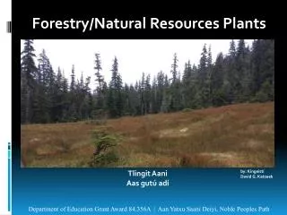 Forestry/Natural Resources Plants