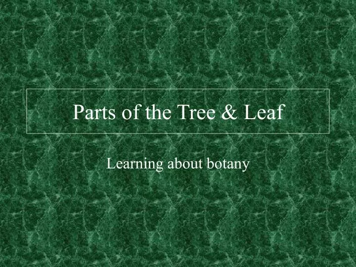 parts of the tree leaf