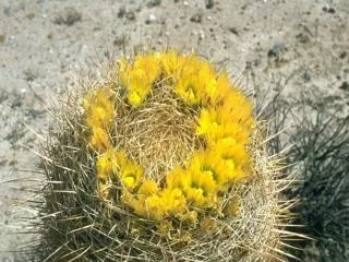 Barrel Cactus Ferocactus cylindraceus