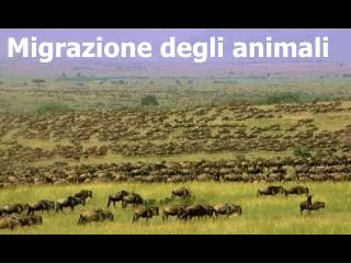 migrazione degli animali