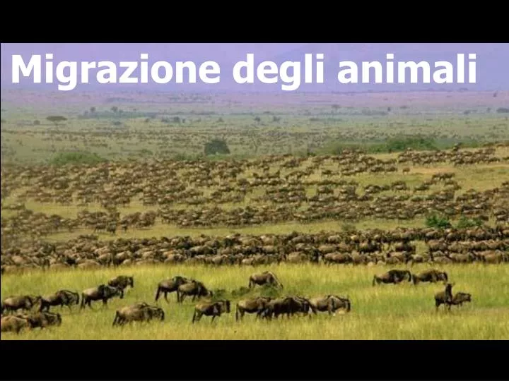 migrazione degli animali