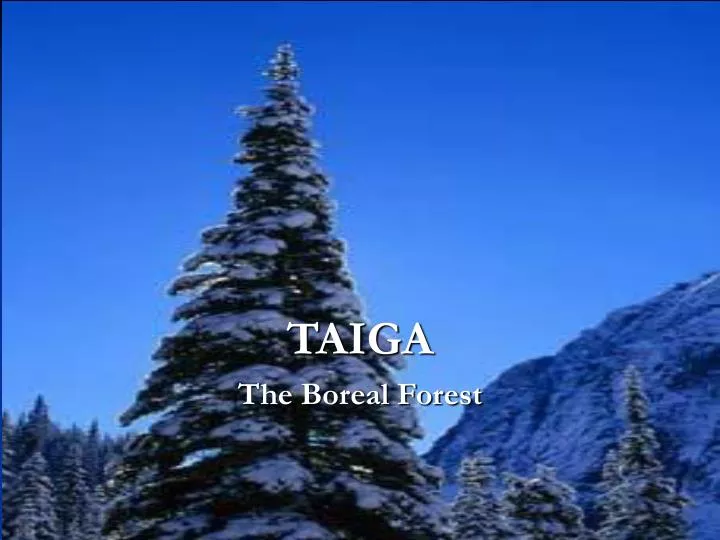 Taiga Biome, Boreal Snow Forest. Terrestrial Ecosystem World Map