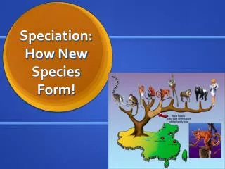 Speciation: How New Species Form!