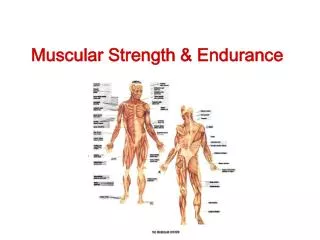 Muscular Strength &amp; Endurance