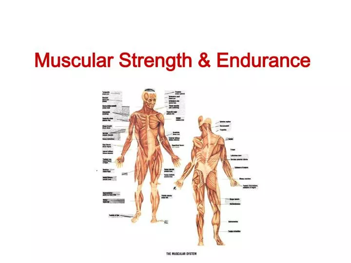 muscular strength endurance