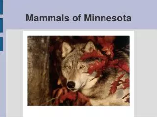 Mammals of Minnesota