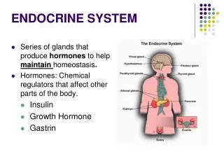 ENDOCRINE SYSTEM