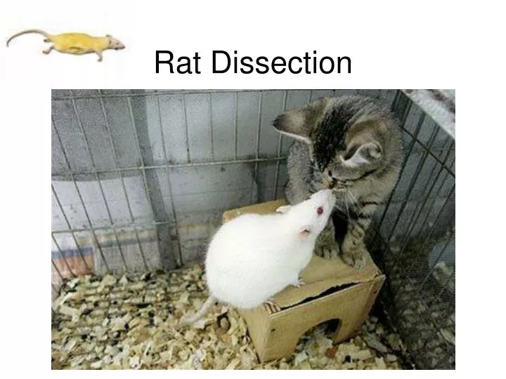 rat dissection