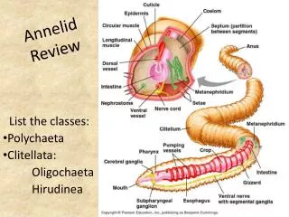 Annelid Review