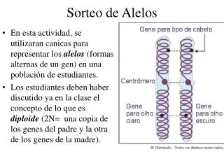 sorteo de alelos
