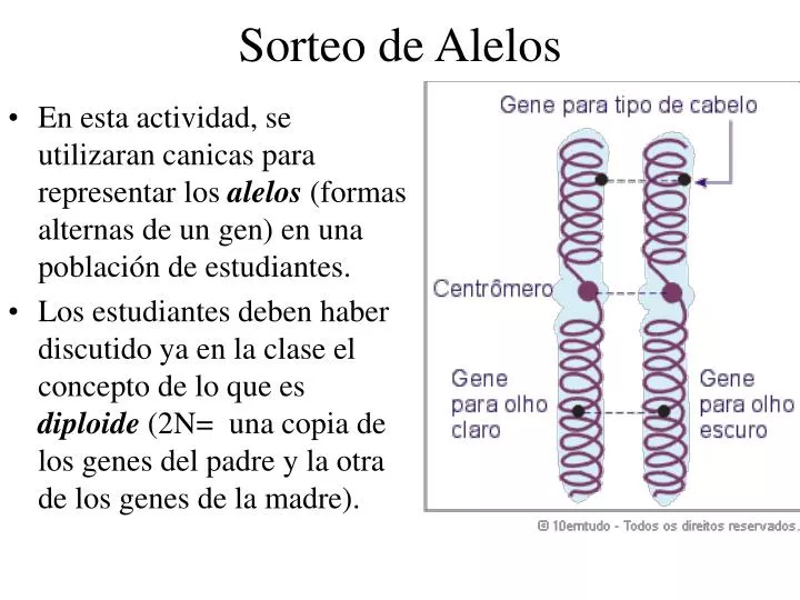 sorteo de alelos