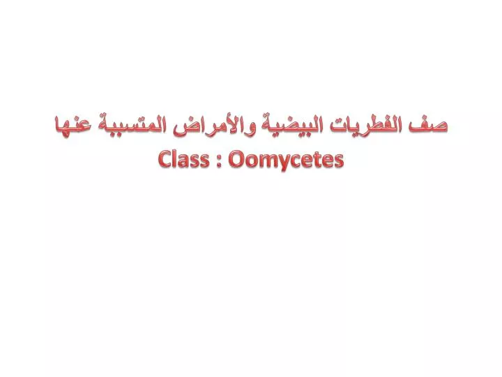 class oomycetes