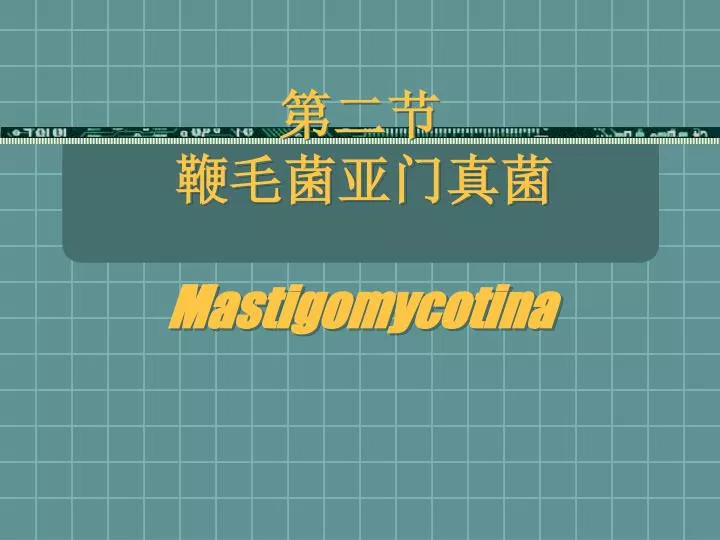mastigomycotina